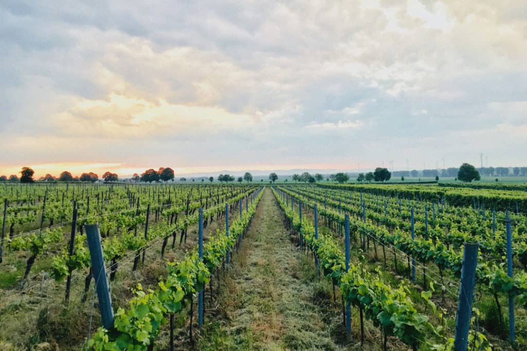 Weinberge der Familie Feth